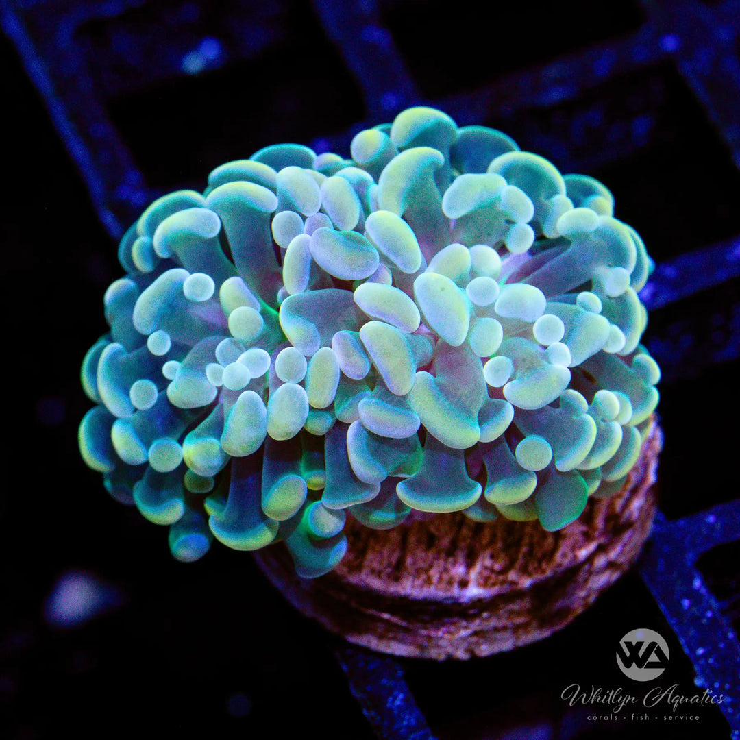 46B - Gold Hammer Coral - WYSIWYG