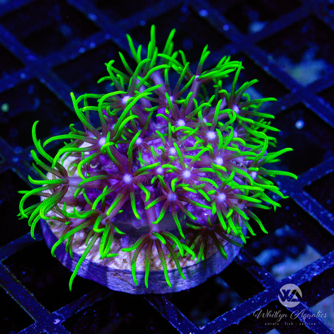 49D - Green Star Polyps - WYSIWYG