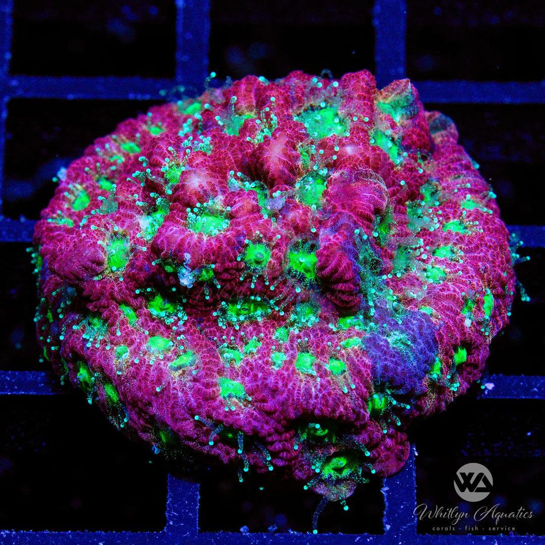 49B - War Coral Favia - WYSIWYG