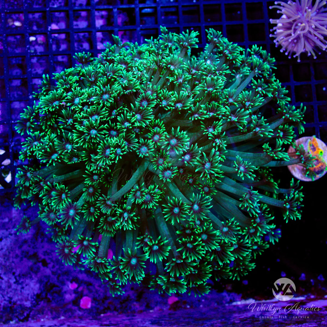 47C - XXL Green Goni Colony (~7") - WYSIWYG