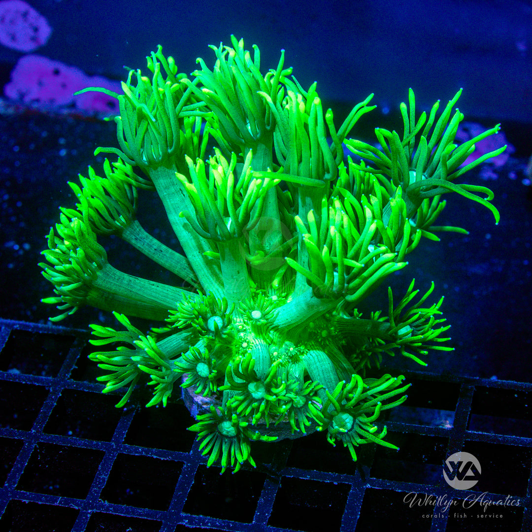 WA Glowstick Goniopora (Aquacultured)