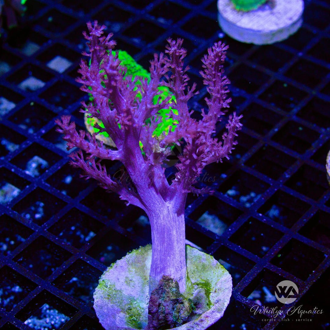 34D - Kenya Tree Coral - WYSIWYG