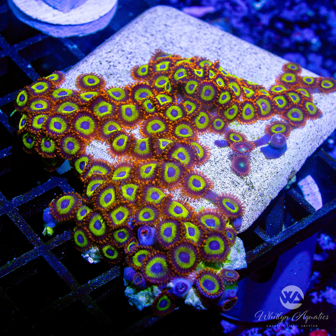 59D - Froot Loops Zoa Colony - WYSIWYG