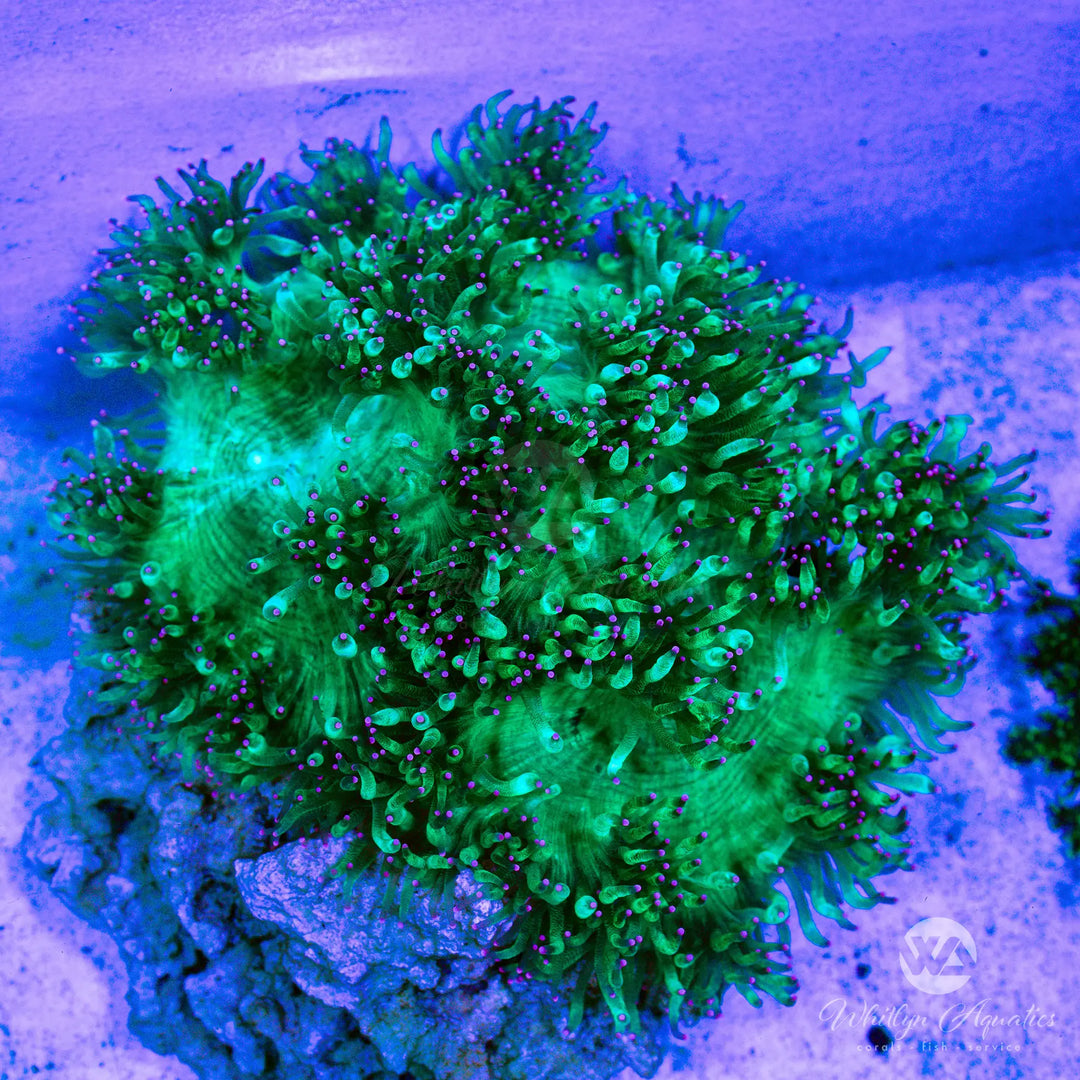 60B - Pink Tip Elegance Coral [~8"] - WYSIWYG