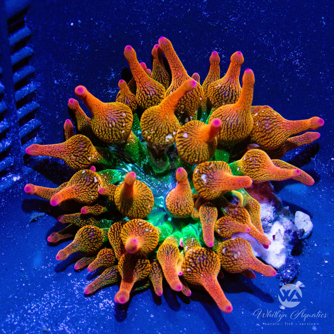 54C - Ultra Rainbow Bubble Tip Anemone (~2") - WYSIWYG