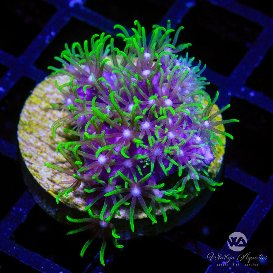 11A - Green Star Polyps - WYSIWYG