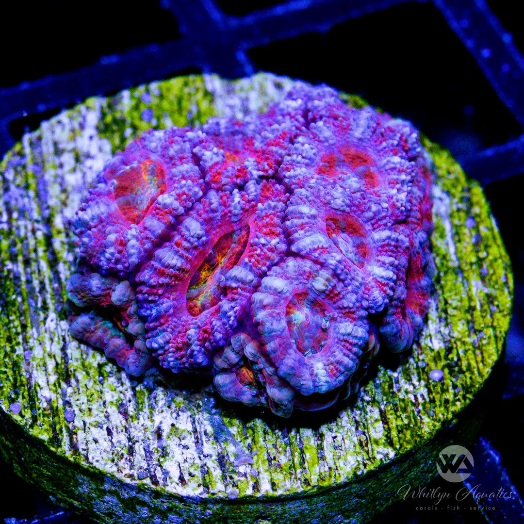 43B - WA Purple Rain Acan - WYSIWYG