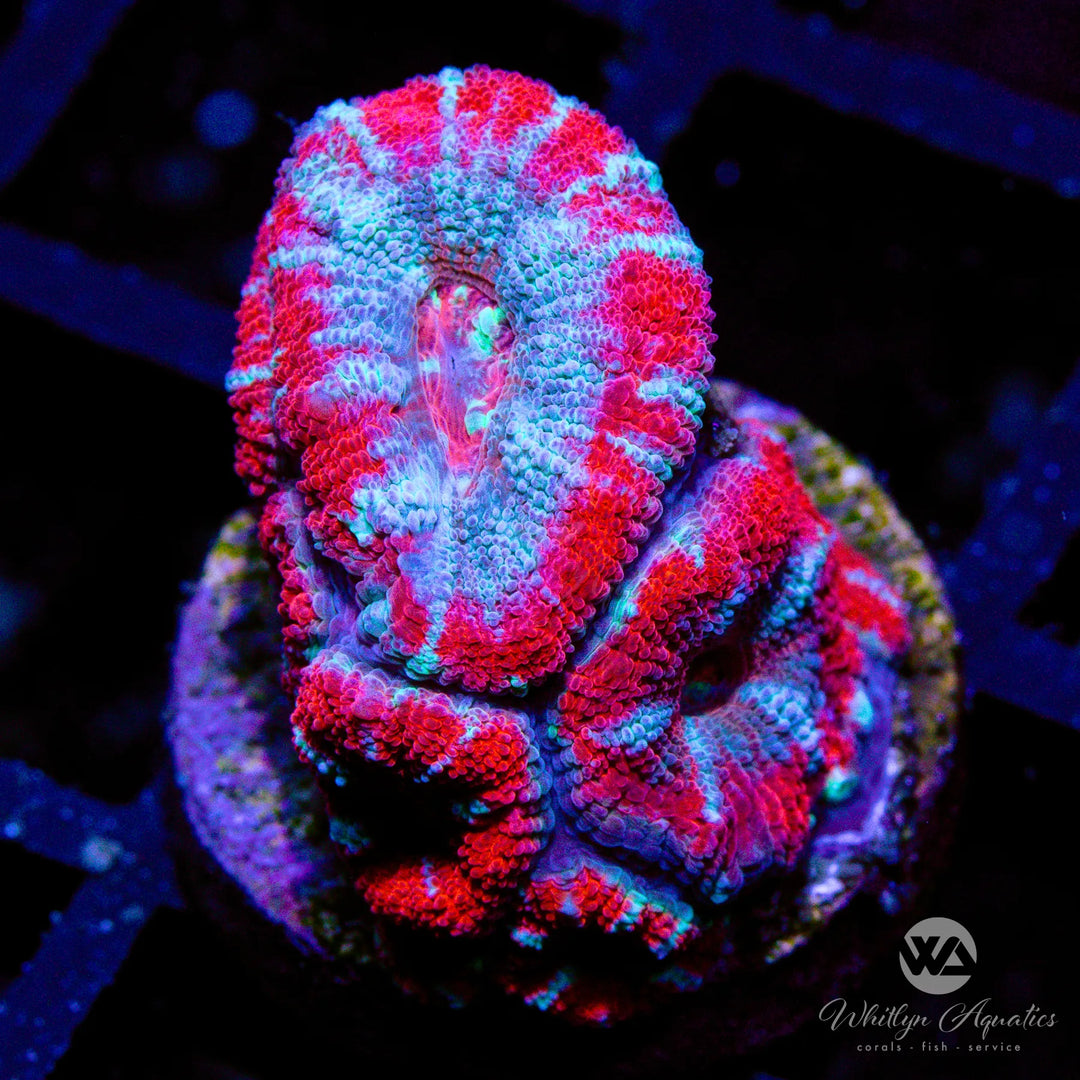 9C - WA Superman Asian Acan - WYSIWYG