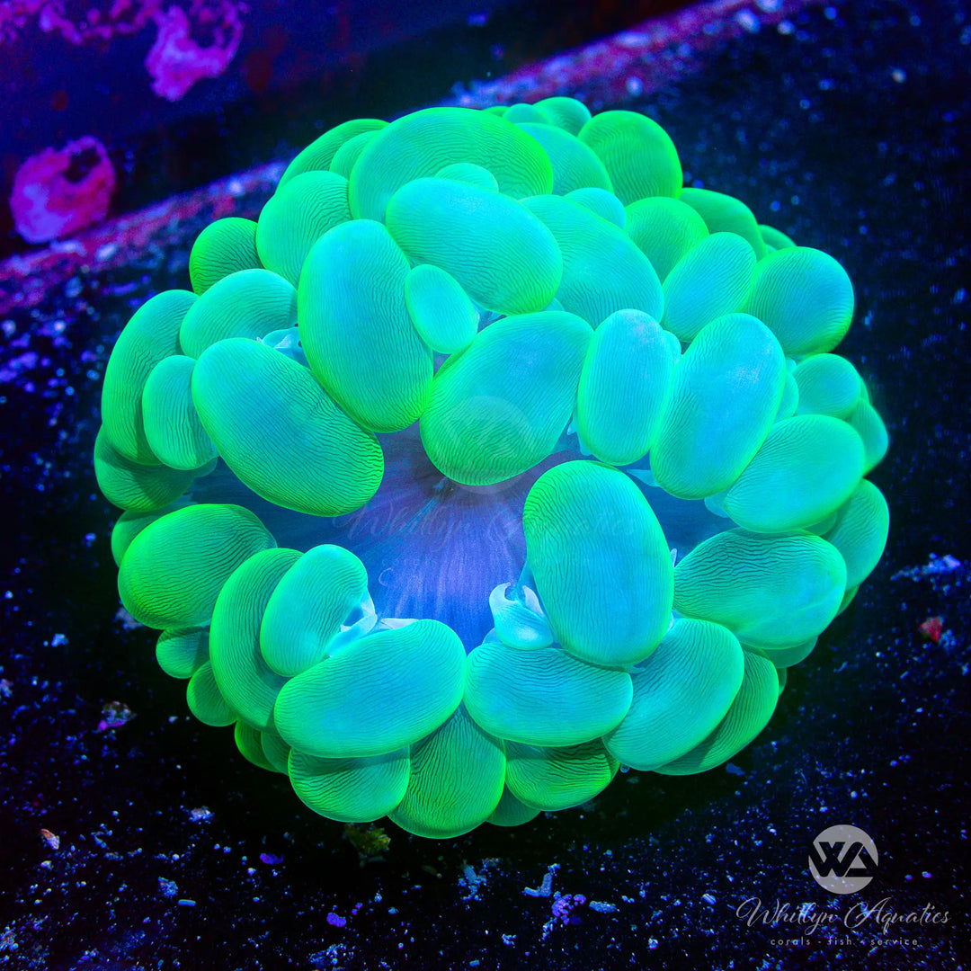 35B - Bubble Coral (~4") - WYSIWYG