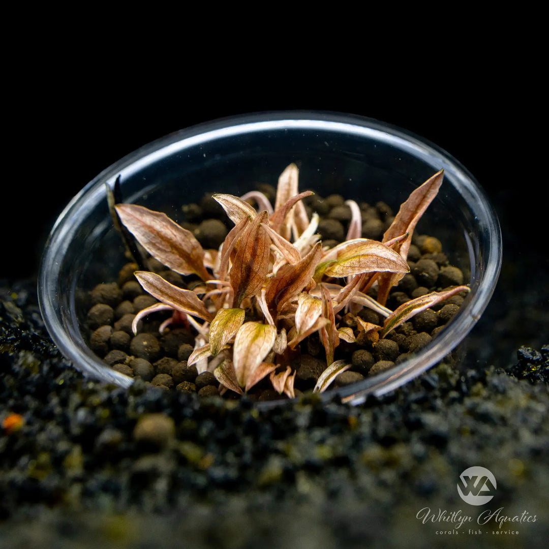 Cryptocoryne wendtii Pink Flamingo