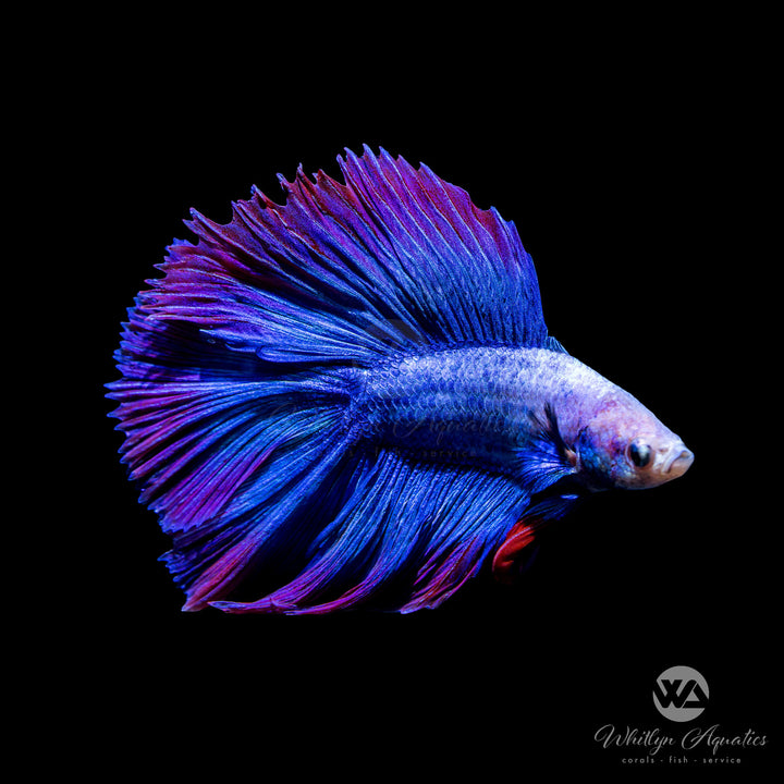 Double Halfmoon Male Betta