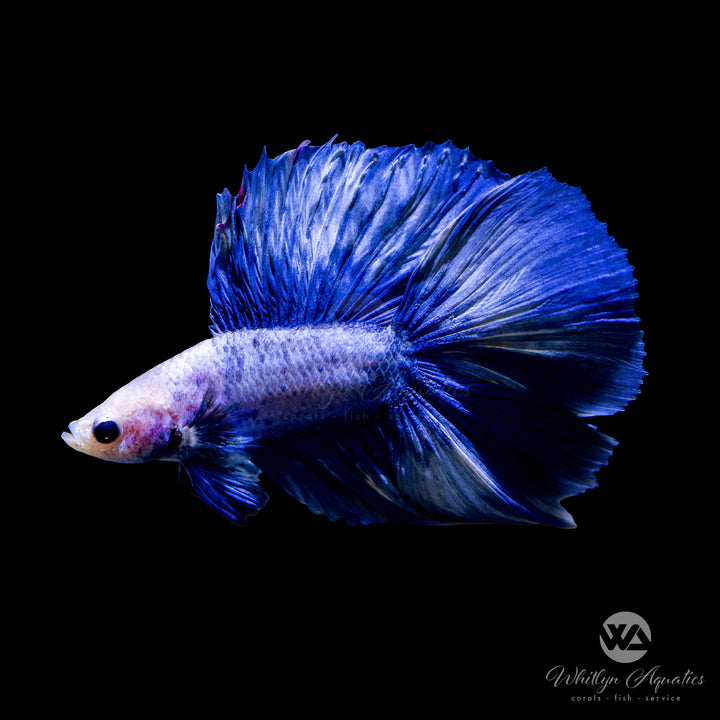 Double Halfmoon Male Betta