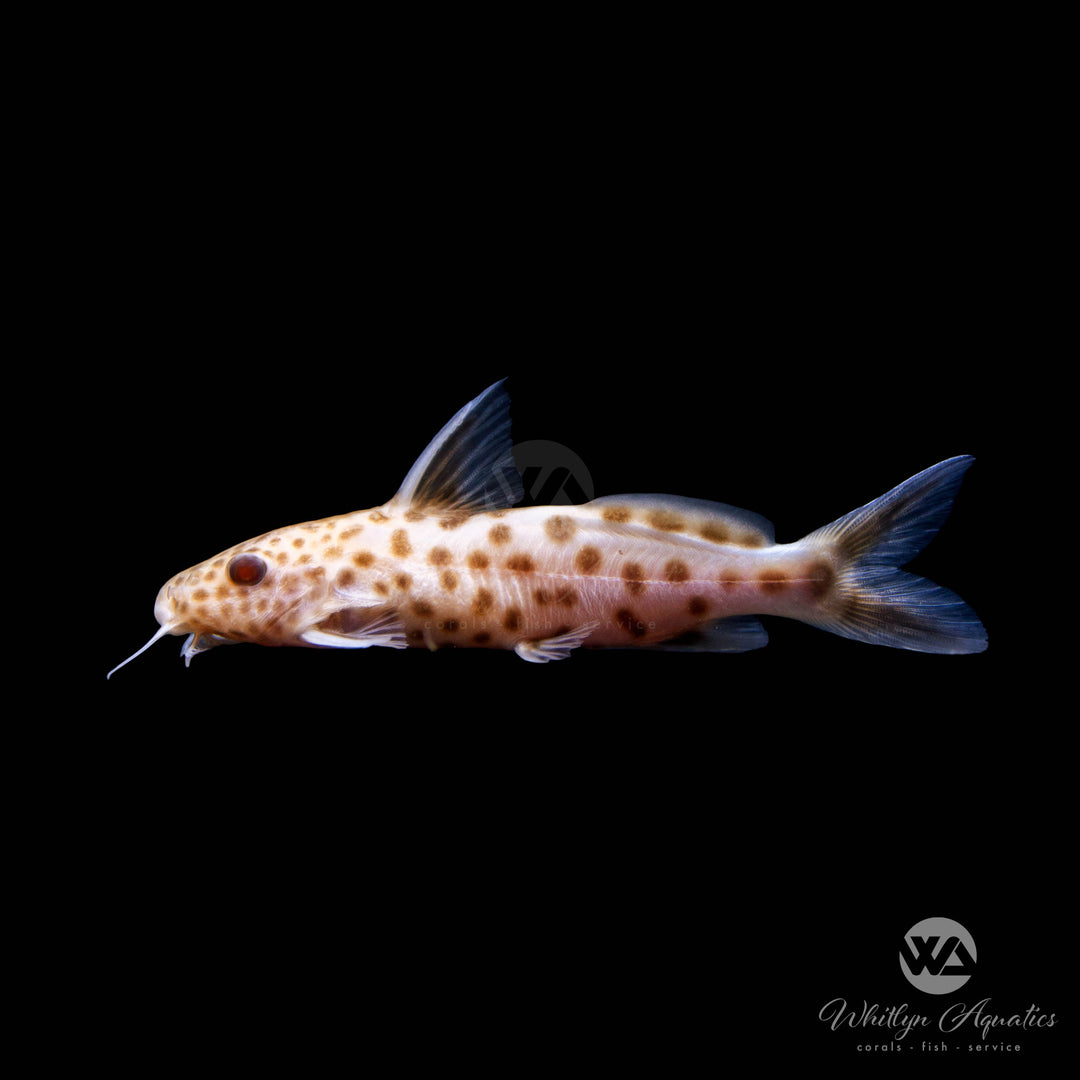 Pink Synodontis petricola