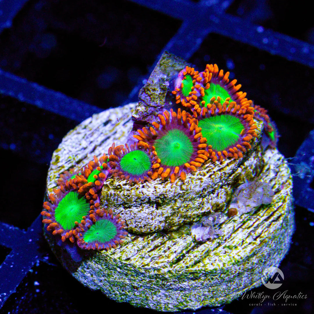 Electric Oompa Loompa Zoa - WYSIWYG