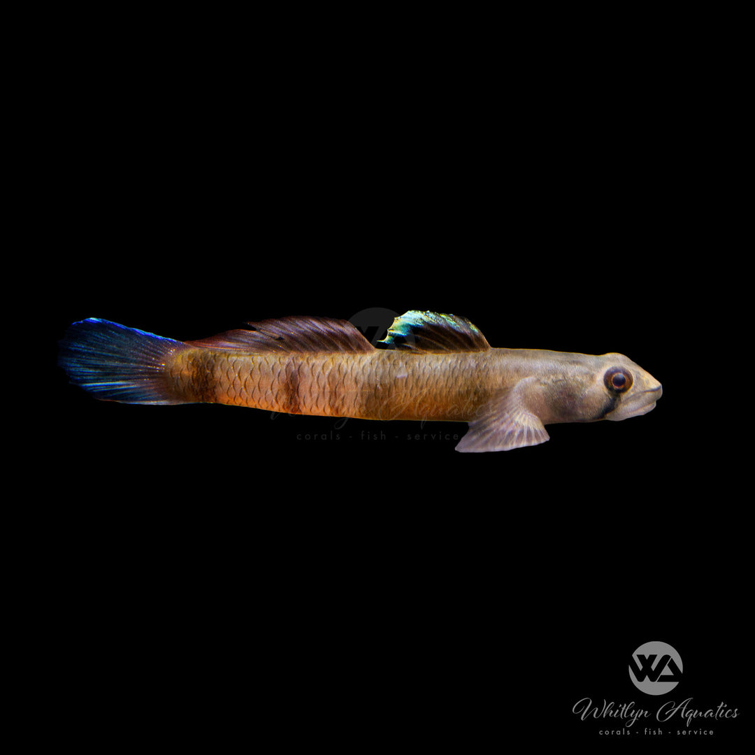 Flaming Arrow Goby "Red Belted" - Sicyopus zosterophorum