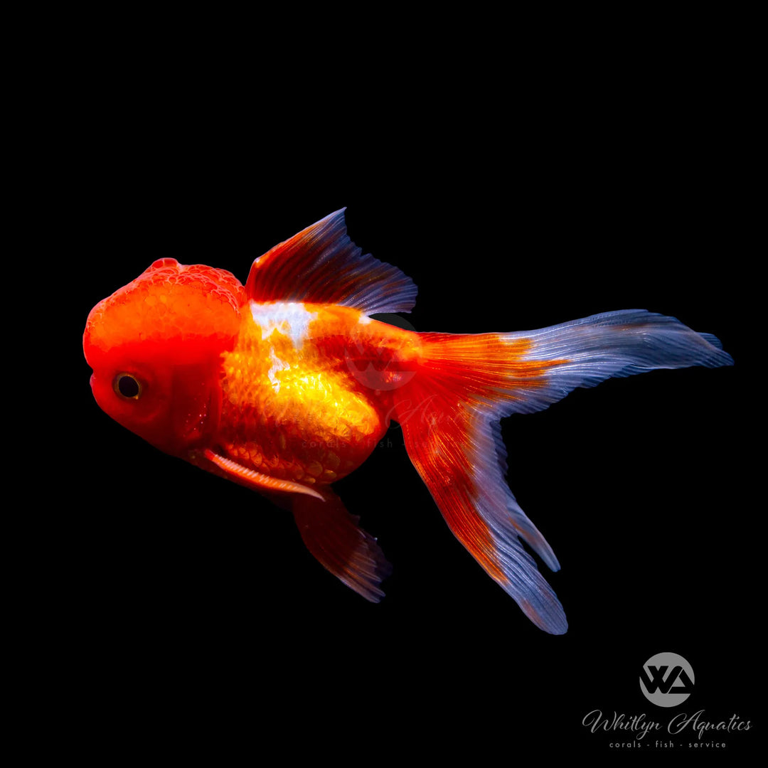 Oranda Goldfish - Assorted