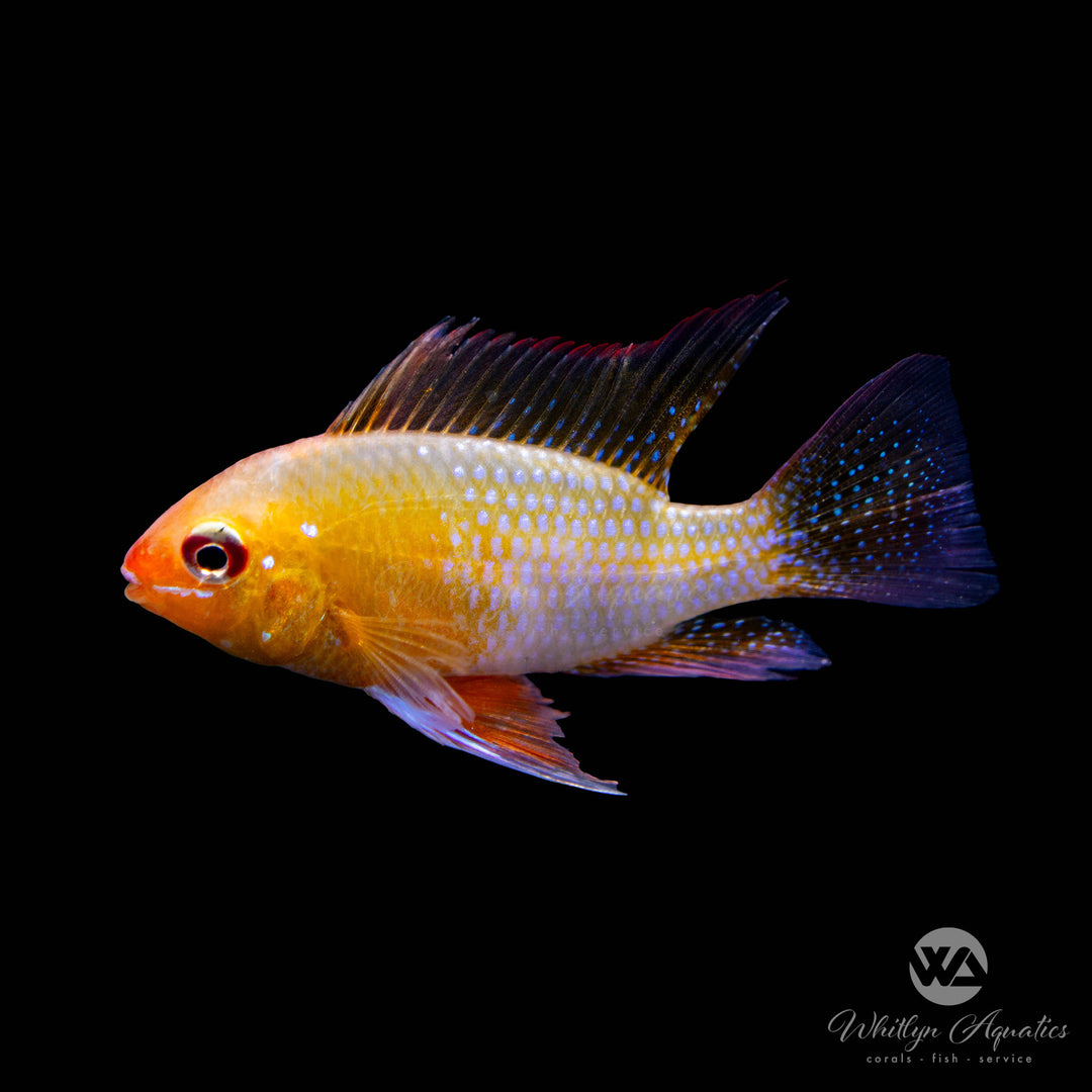 German Gold Ram - Mikrogeophagus ramirezi