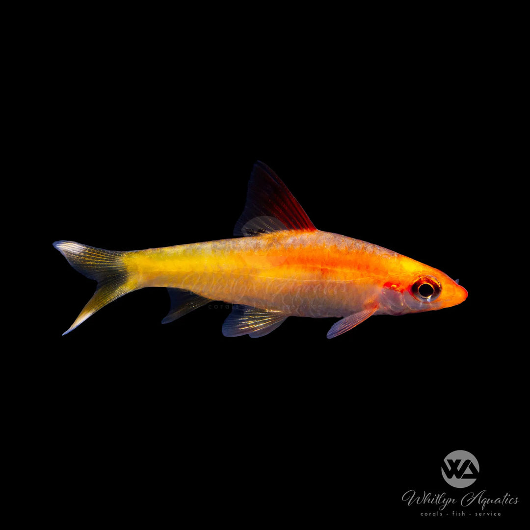 Denisonii Gold Rose Line Barb - Puntius denisonii