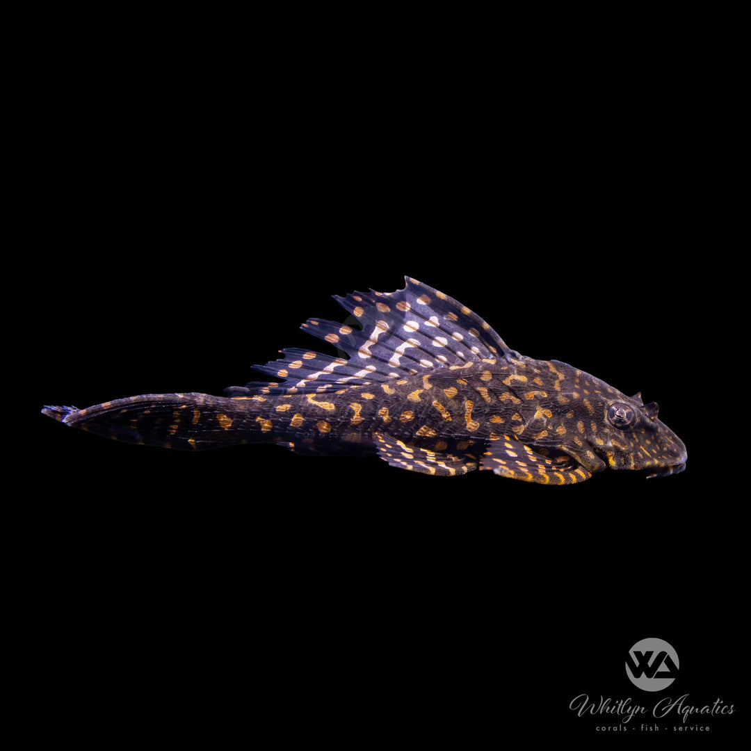 Gold Spot Pleco - Pterygoplichthys joselimaianus