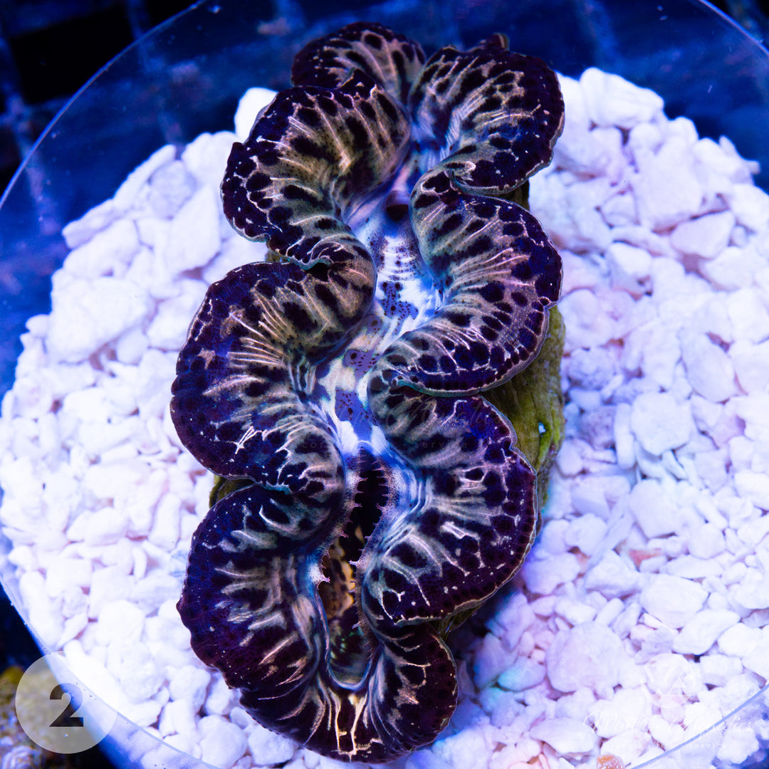 Ultra Gold Maxima Clams (Small ~2-4")