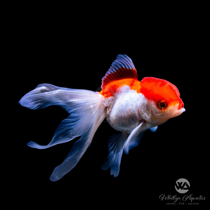 Oranda Goldfish - Assorted