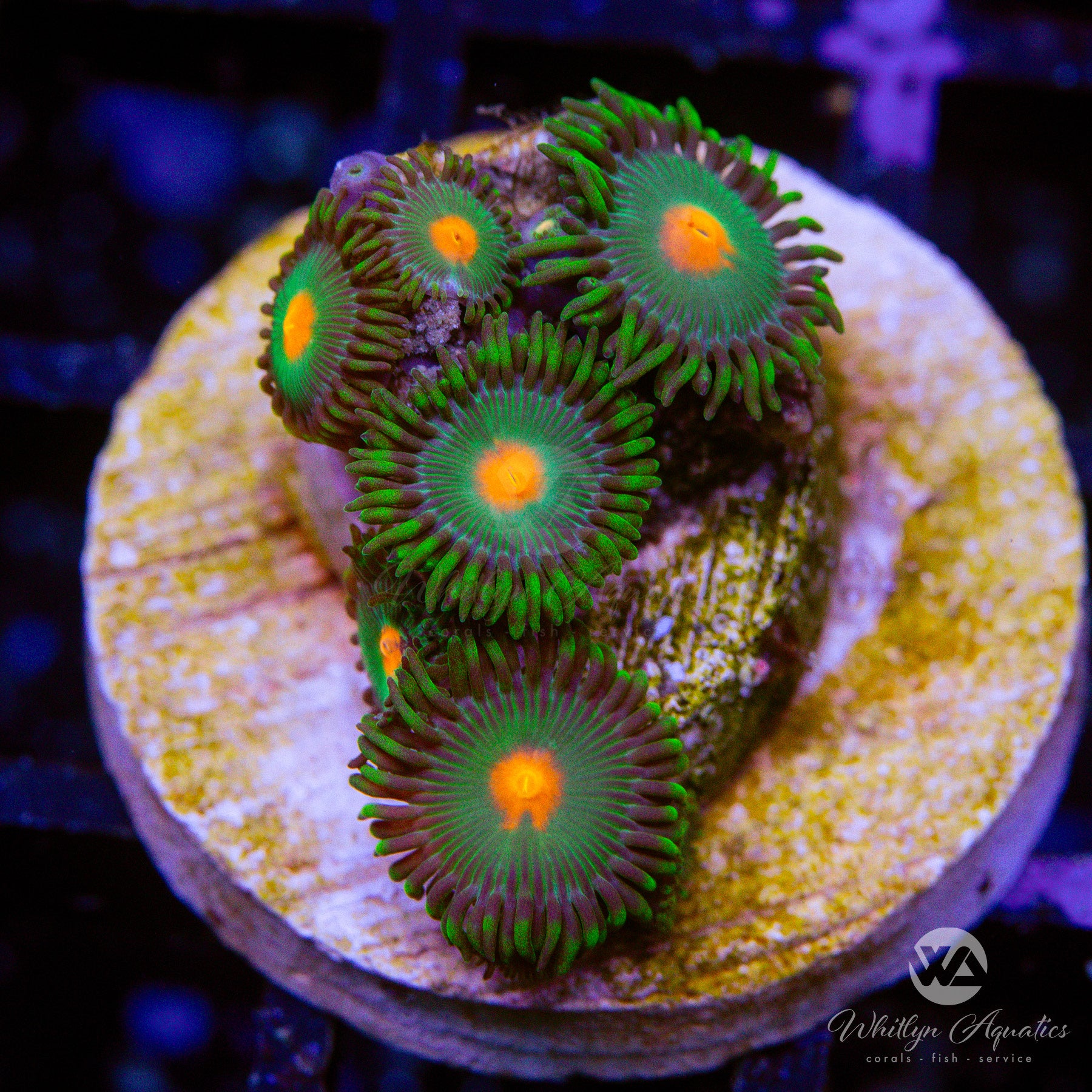 Gorilla Nipples Zoanthids – Whitlyn Aquatics