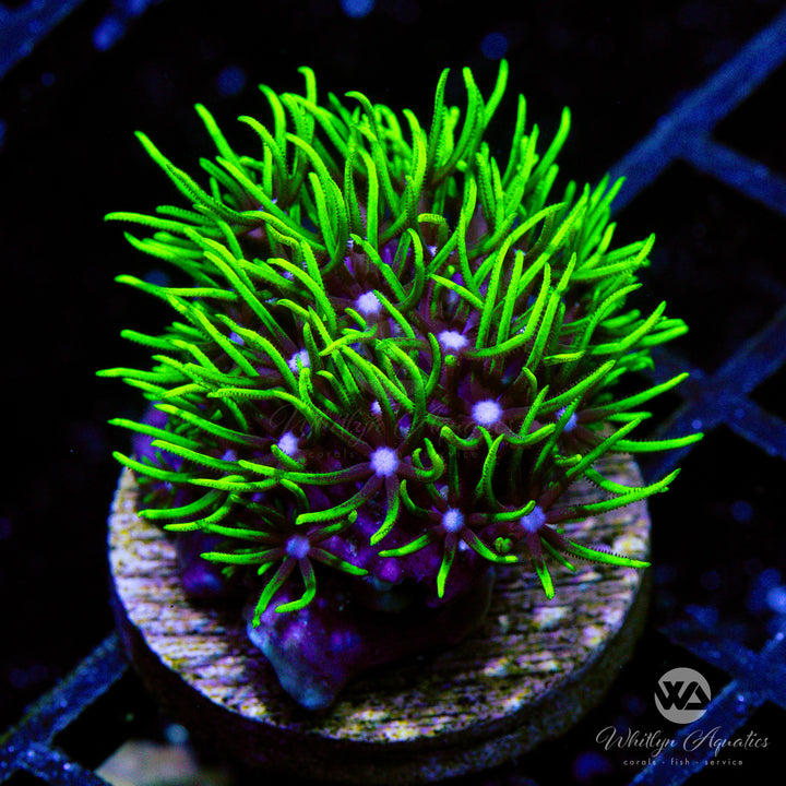 Green Star Polyps