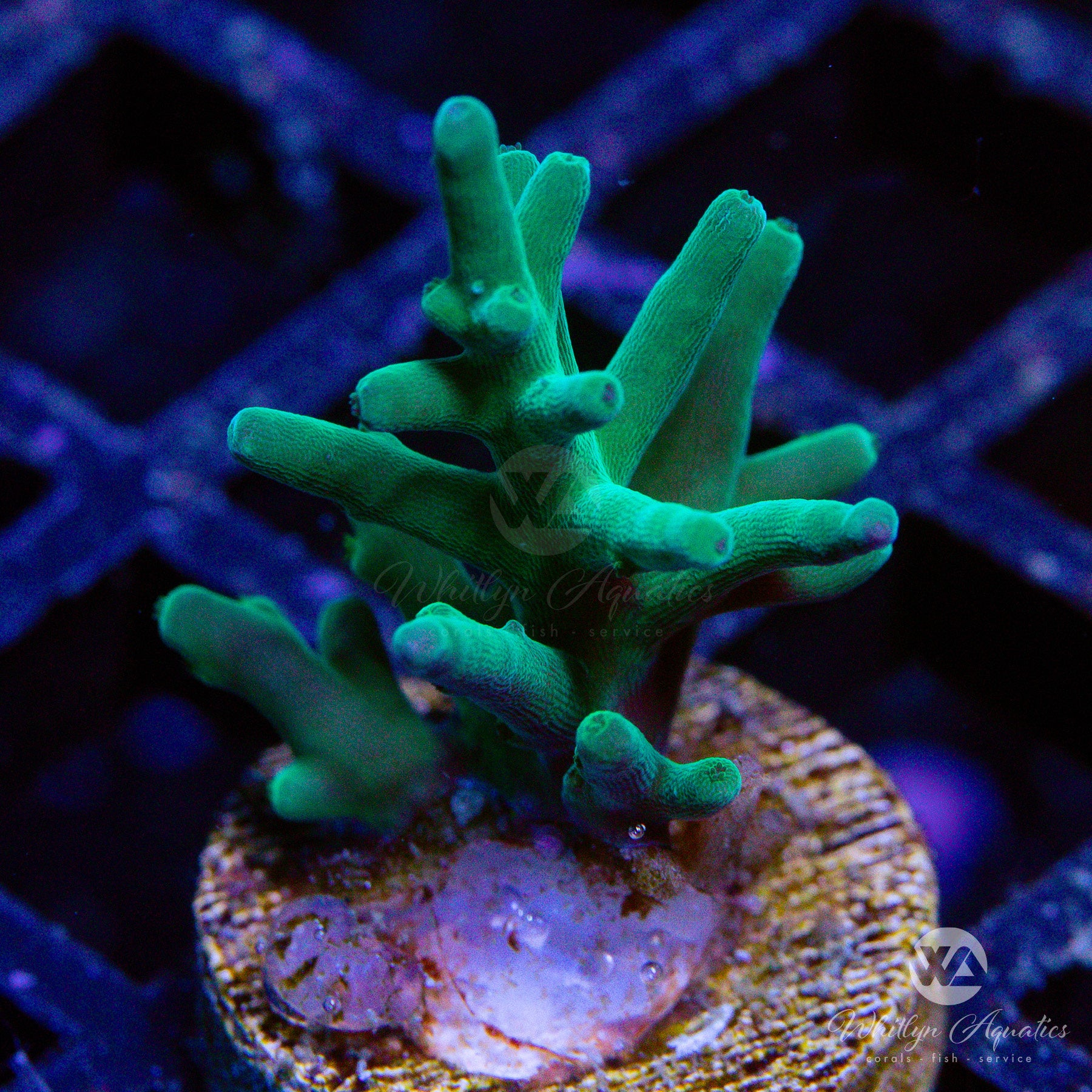 Hawkins Acropora Echinata – Whitlyn Aquatics