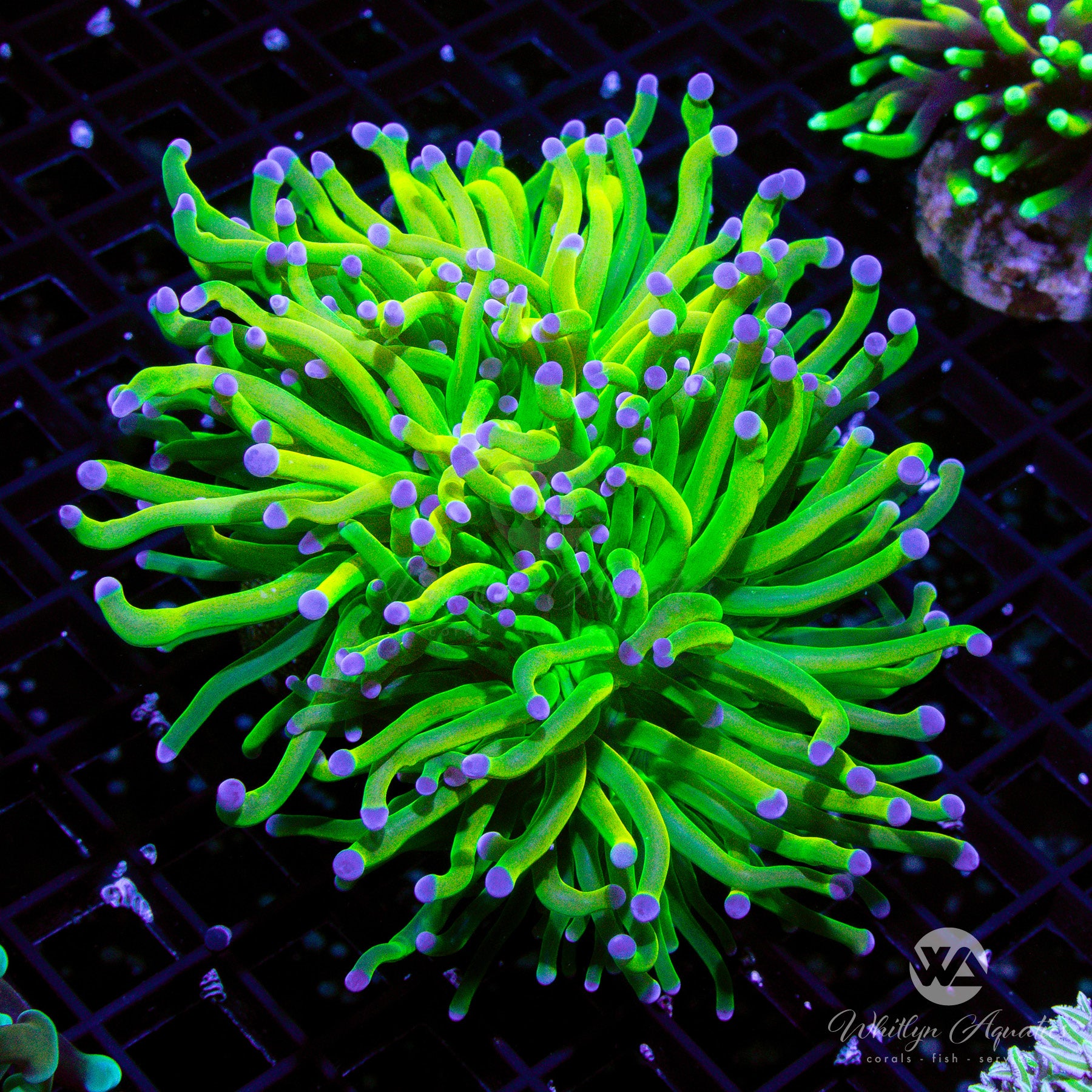 Holy Grail Torch Coral 1.5 heads - WYSIWYG (Aquacultured) – Whitlyn ...