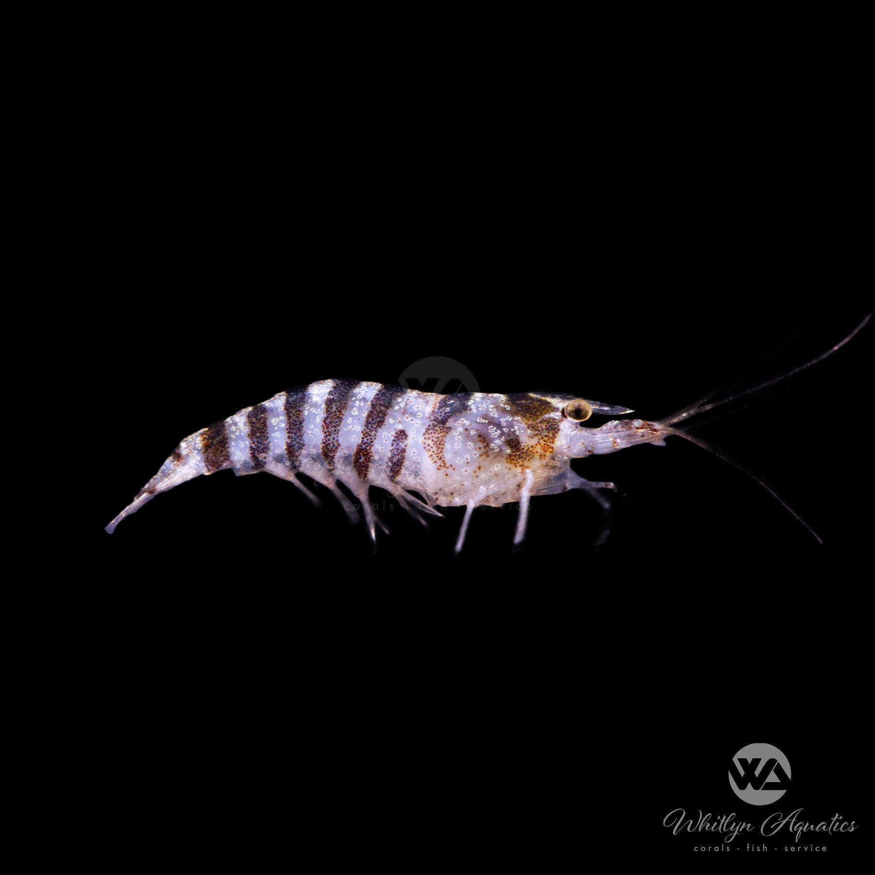 Indian Zebra Shrimp - Caridina Babaulti – Whitlyn Aquatics