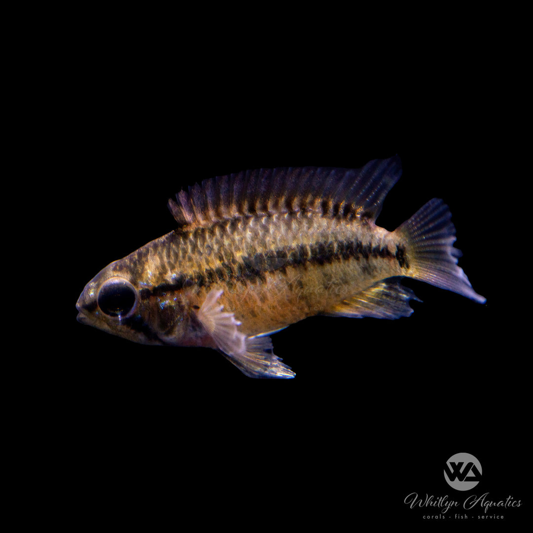 Macmaster's "Red Shoulder" Apistogramma macmasteri