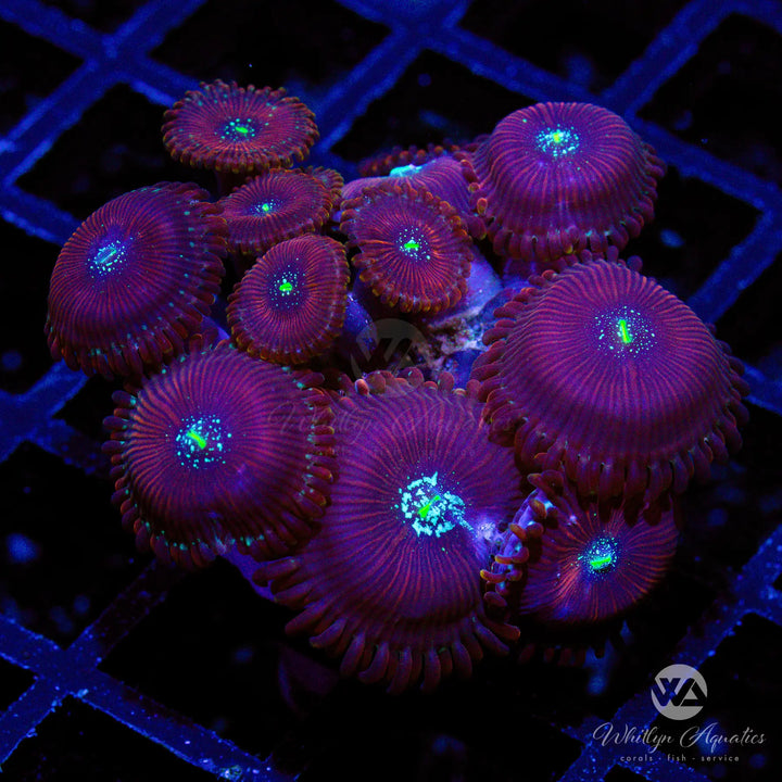 Magician Zoa