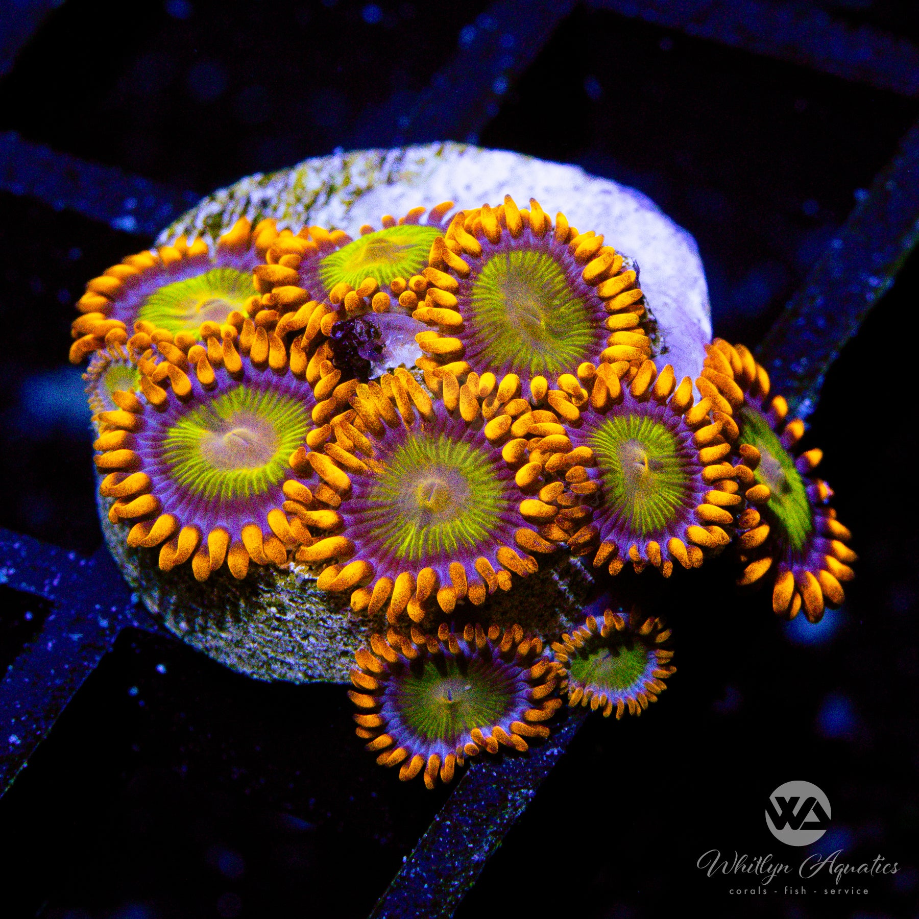 Mandarin Orange Zoa Whitlyn Aquatics