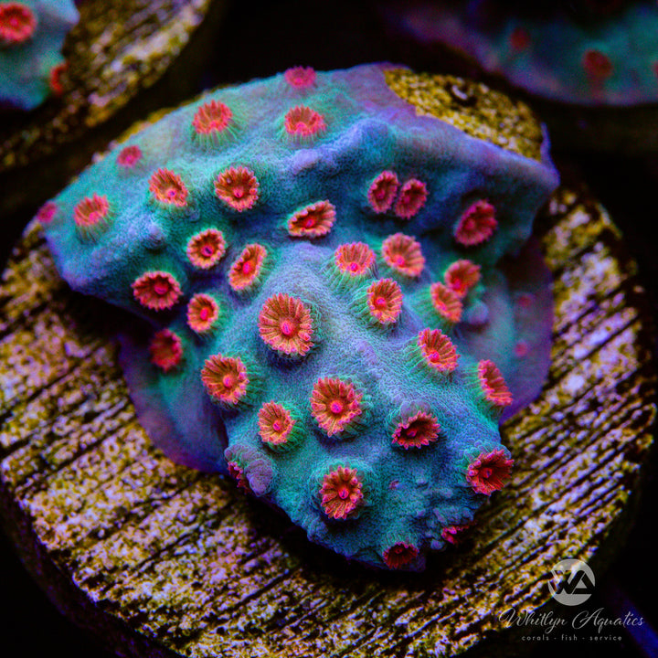 Meteor Shower Cyphastrea