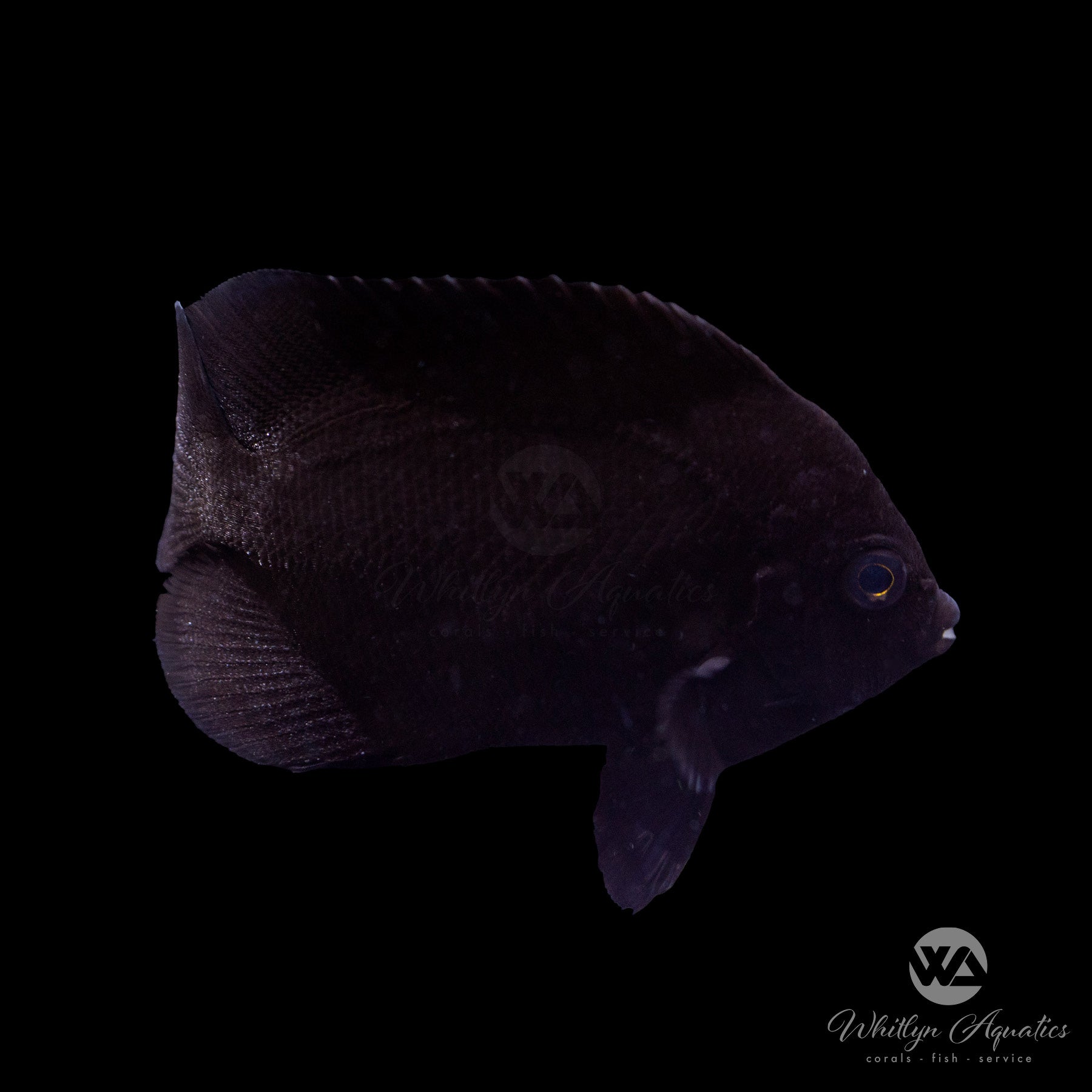 Black Midnight Nox Angelfish - Centropyge Nox – Whitlyn Aquatics