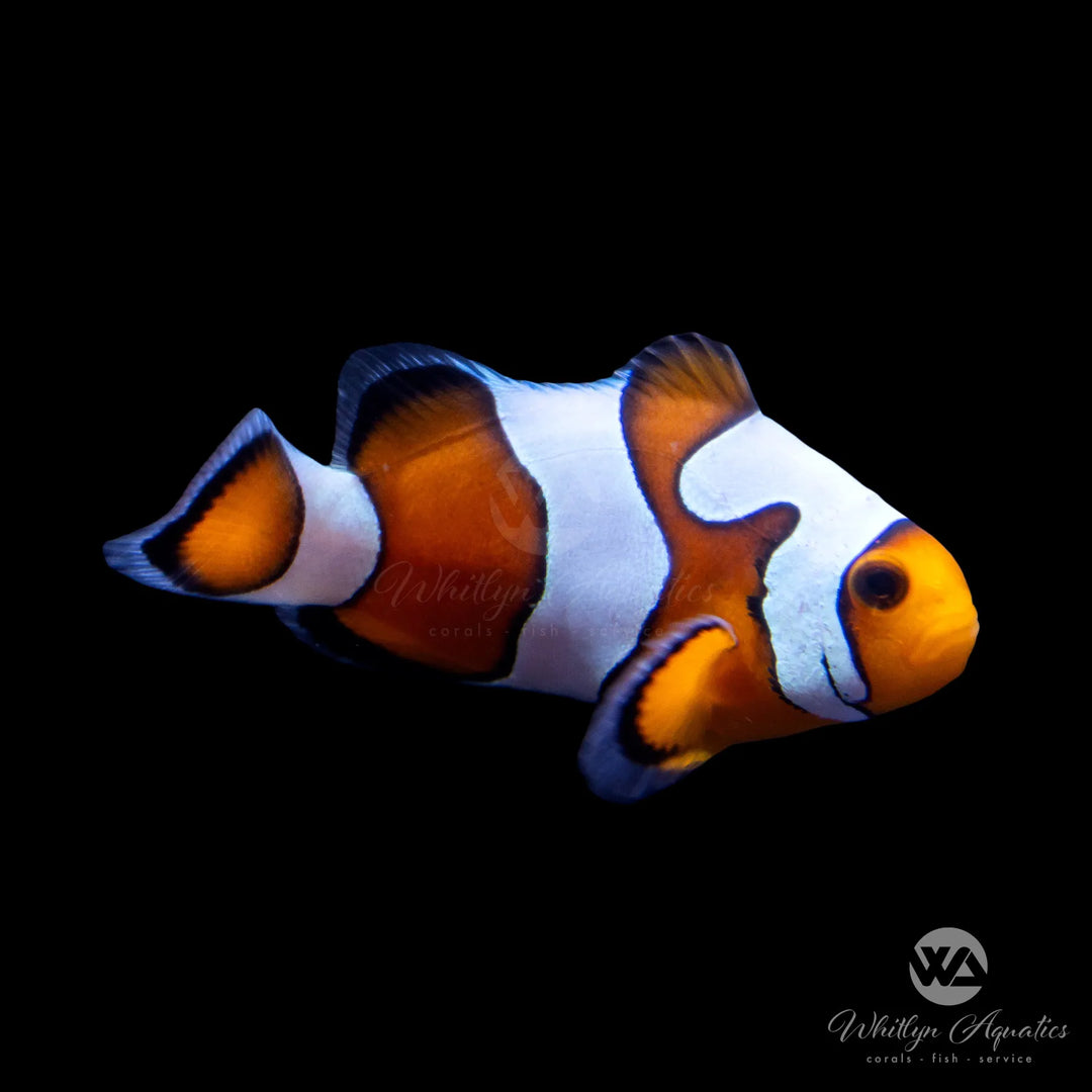 MochaVinci Clownfish (Grade B) - Amphiprion Ocellaris