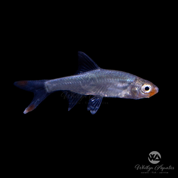 Naked Micro Rasbora - Sawbwa resplendens