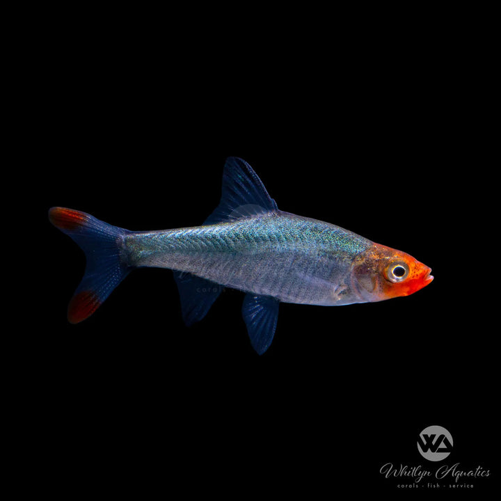 Naked Micro Rasbora - Sawbwa resplendens