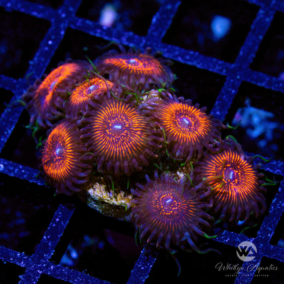 Nightcrawler Zoa