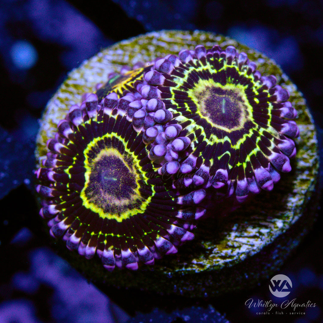 Stratosphere Zoa Zoanthid "Strats"