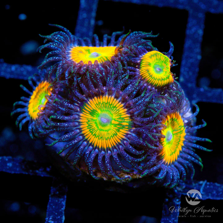 OG Sunny D Zoa