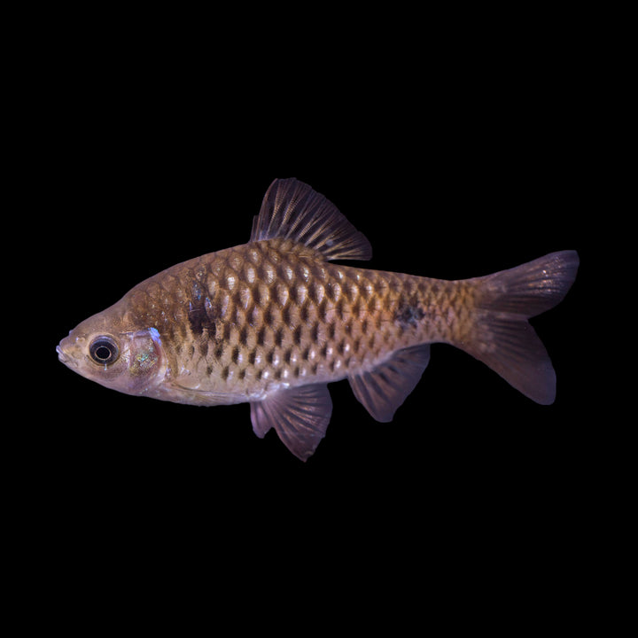 Odessa Barb - Pethia padamya