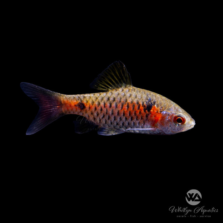 Odessa Barb - Pethia padamya