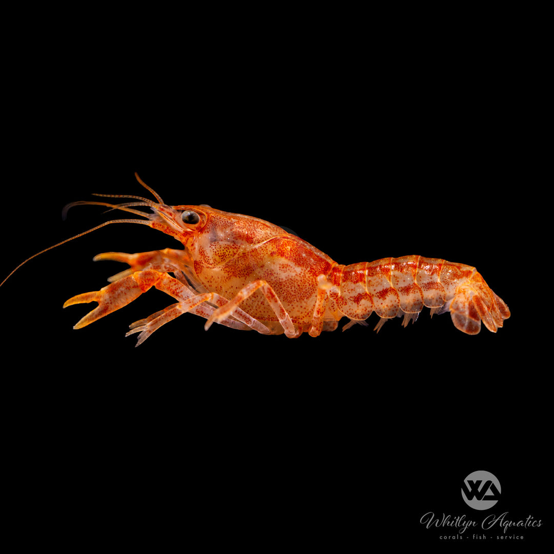 Orange Dwarf Mexican Crayfish - Cambarellus patzcuarensis