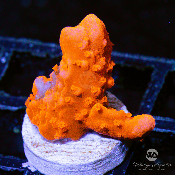 Orange Setosa Montipora