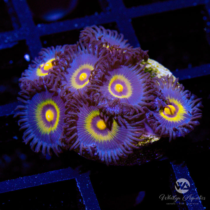 Outcast Zoanthid