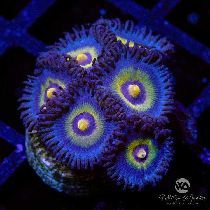 Outcast Zoanthid