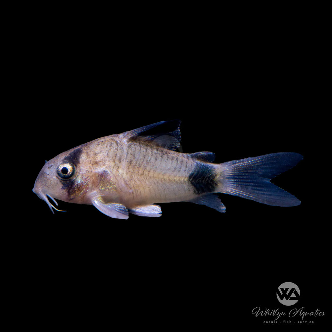 Panda Cory Catfish - Corydoras panda