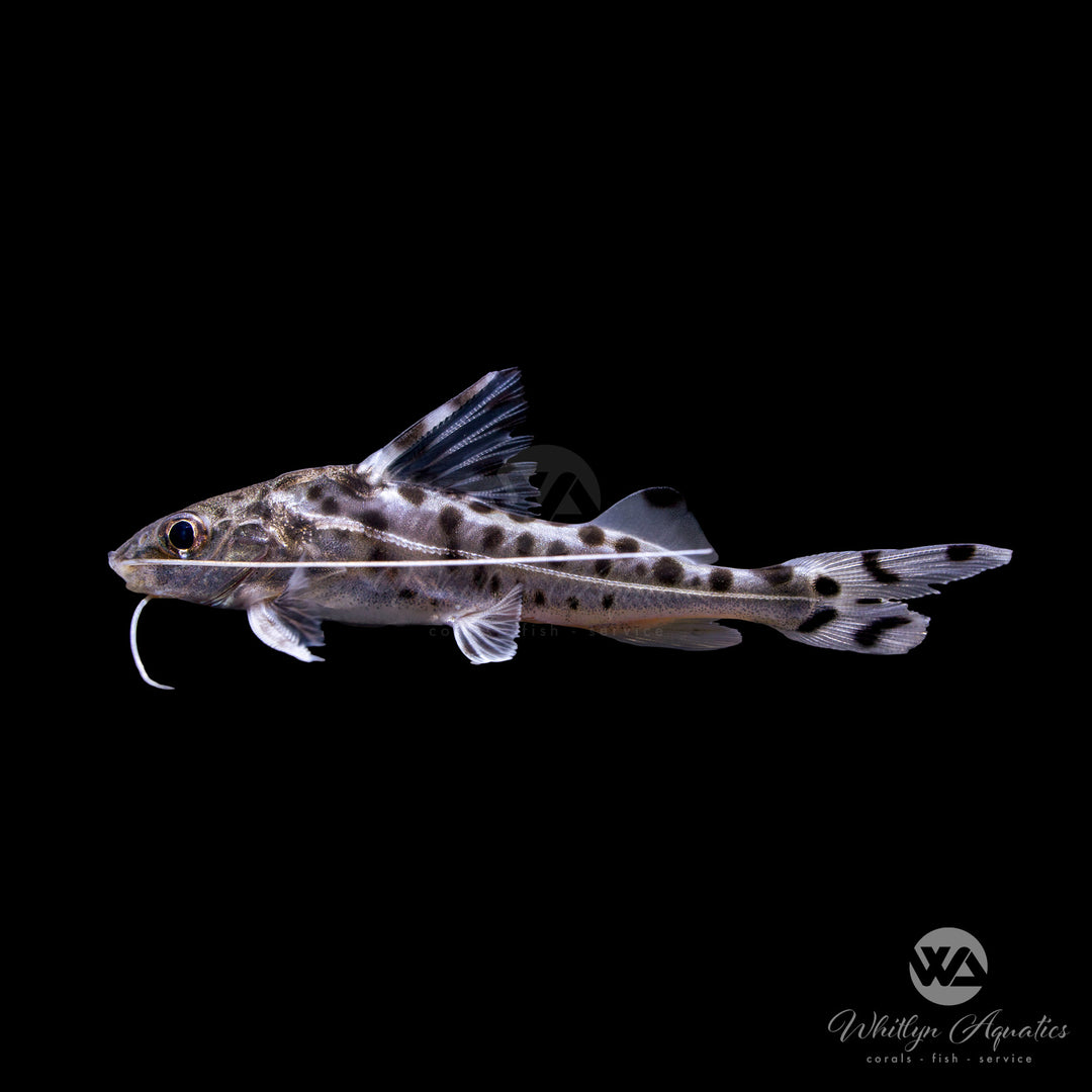 Pictus Catfish - Pimelodus pictus