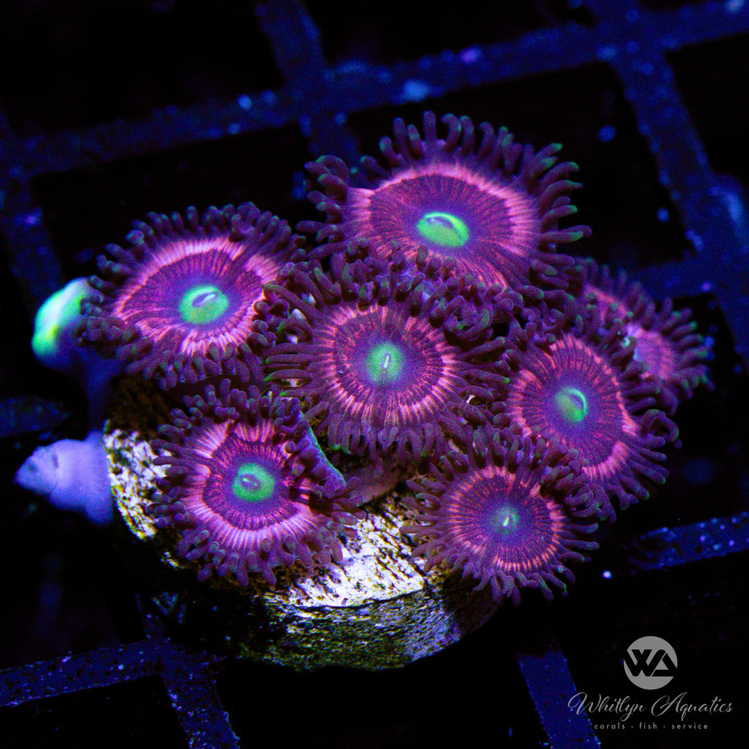 Pink Cat Eyes Zoa